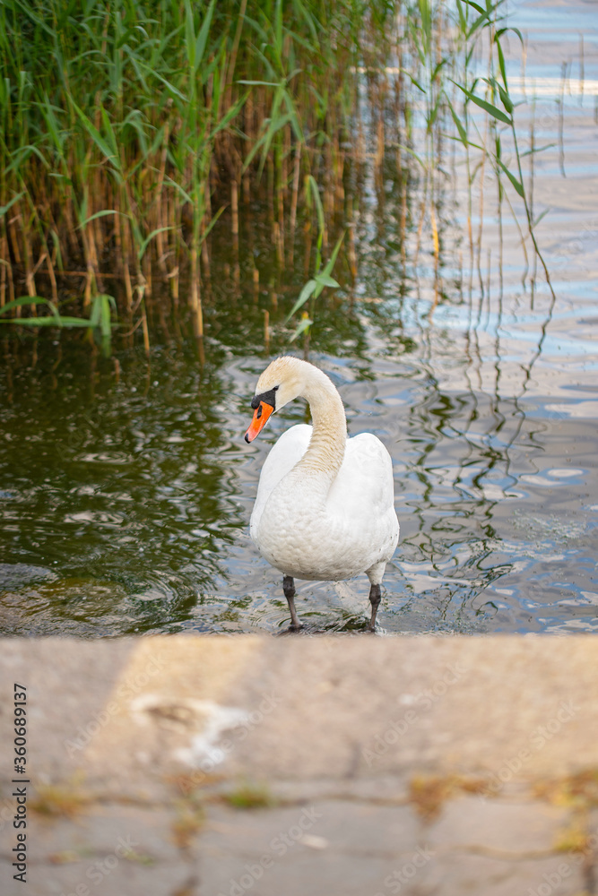 Mute swan in the laggon in summer.