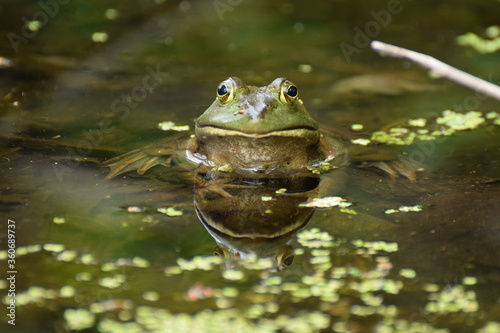 frog © Andras