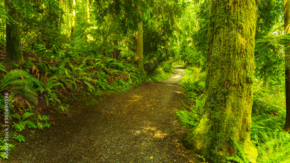 Obraz premium shady footpath in the forest