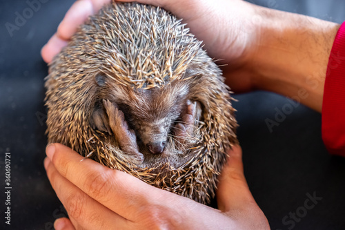 Spiky hedgehog being  hold gently by man hands
