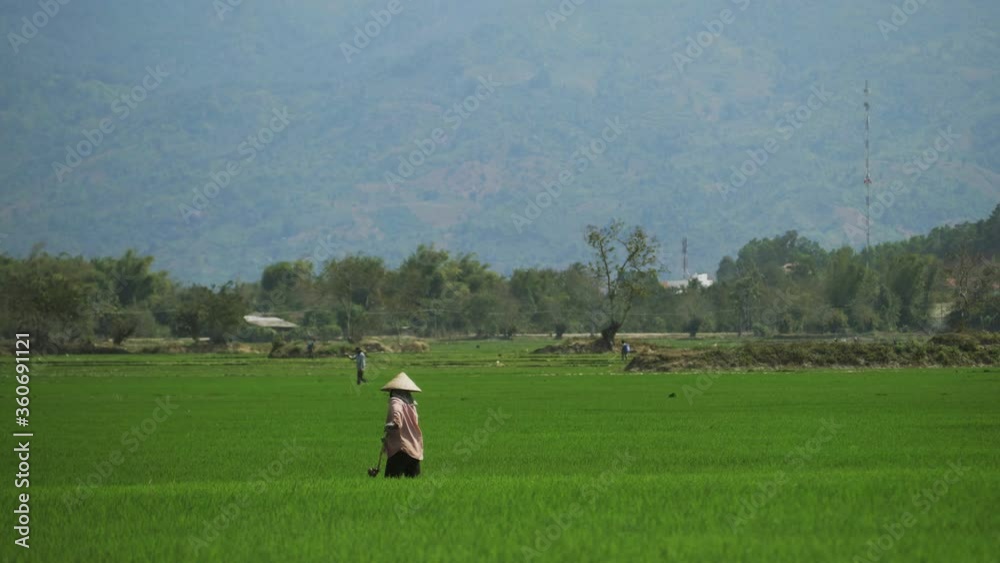 terrace rice fields, Vietnam. real authentic video of people in Vietnam worling outdoor on rice plantations. travel Asia concept.