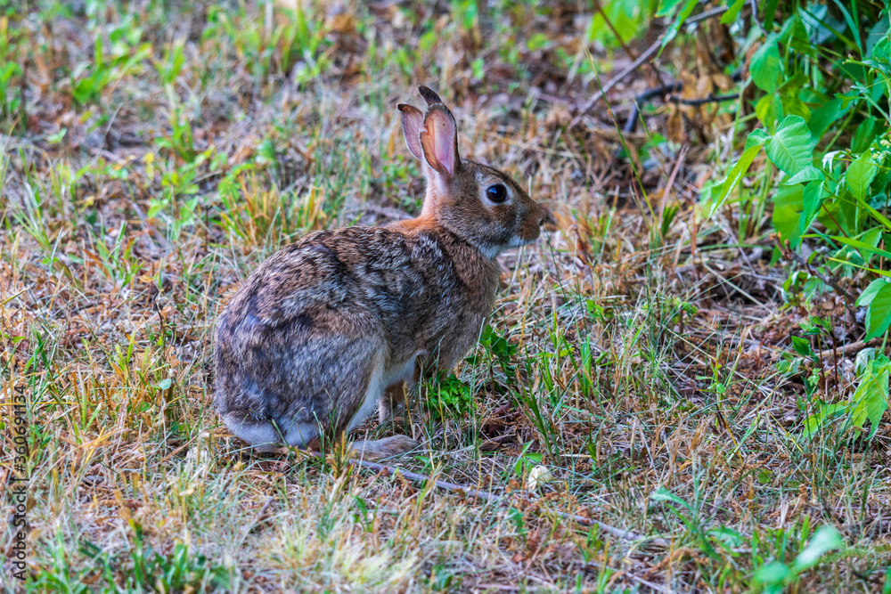 Fototapeta premium Eastern cottontail rabbit sitting in grass