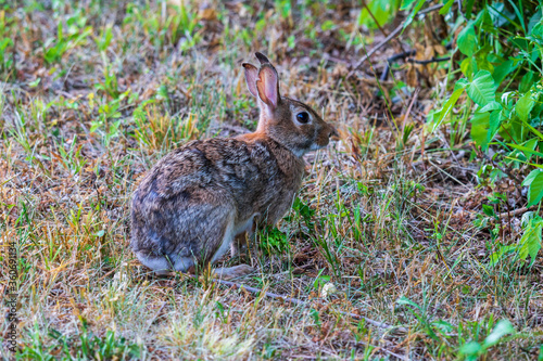 Eastern cottontail rabbit sitting in grass photo