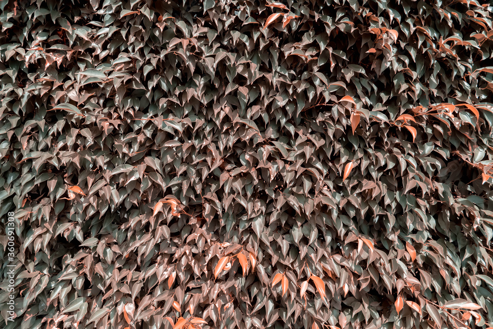 Natural background.Brown leaves pattern background