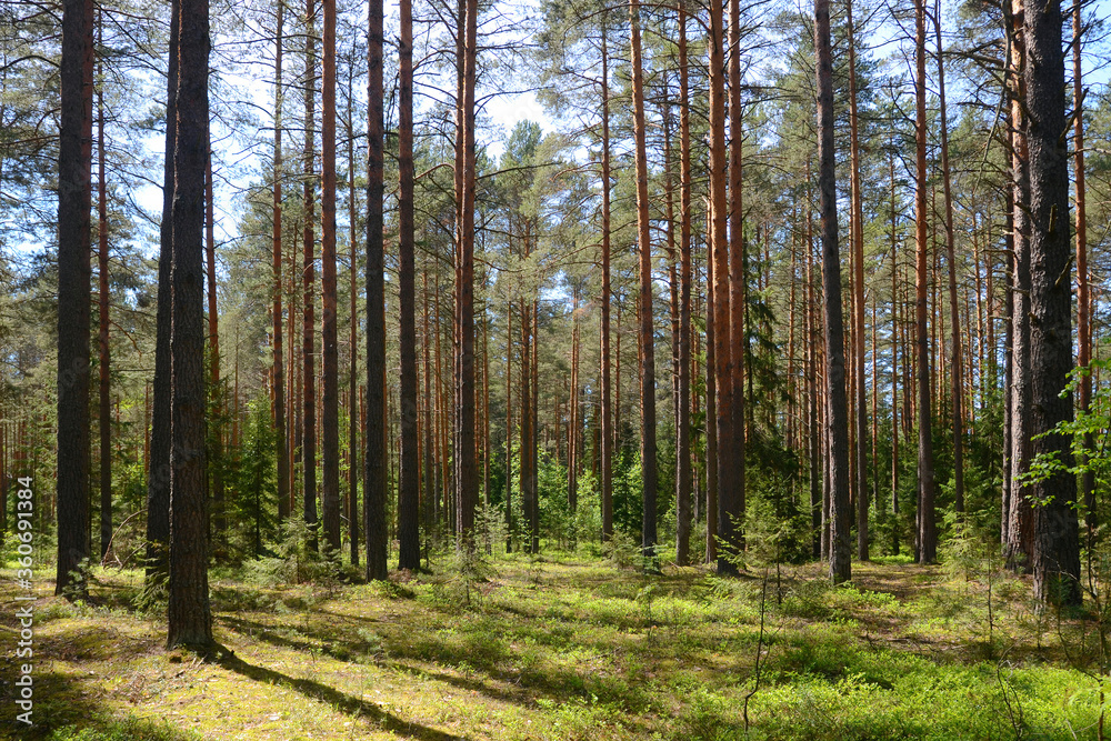 Typical Russian pine forest. Yaroslavl Oblast, Russia. Typical Russian pine forest. Yaroslavl Oblast, Russia.
