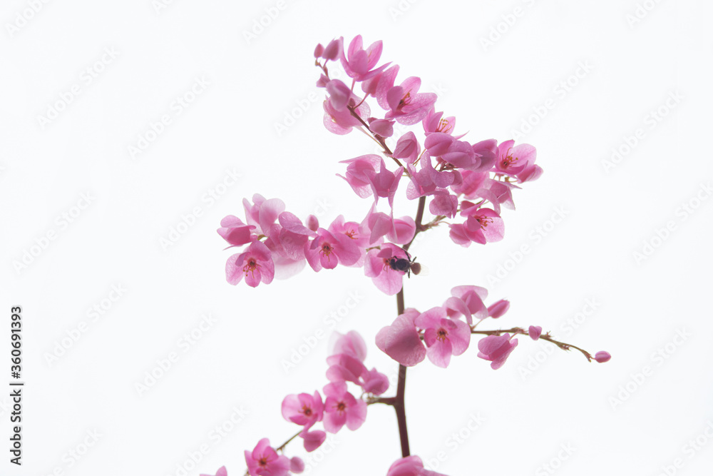 Mexican Creeper Chain Love Plantae in to The Sky Mexican Creeper Chain Love Plantae in to The Sky