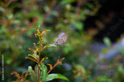Butterfly Perched On a Tree