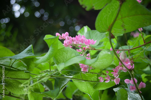 Wallpaper Mural Mexican Creeper Chain Love Plantae In Nature Torontodigital.ca
