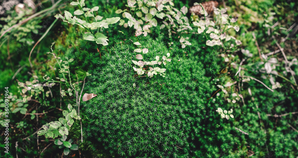 Dense and lush forest moss growing in a forest. Moss texture macro, background top view