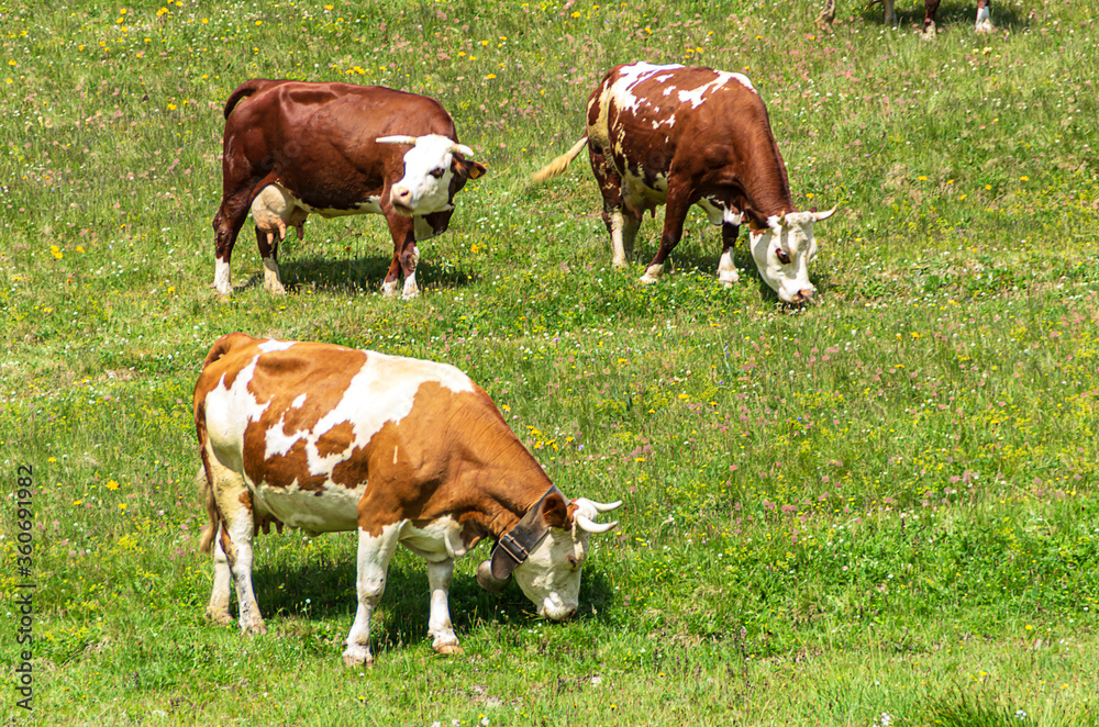 Obraz premium Herd of cows at the green summer field.