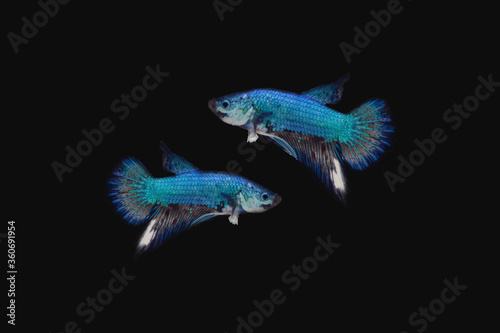 Beautiful Betta Fighting fish Siamese Blue © Supkanate
