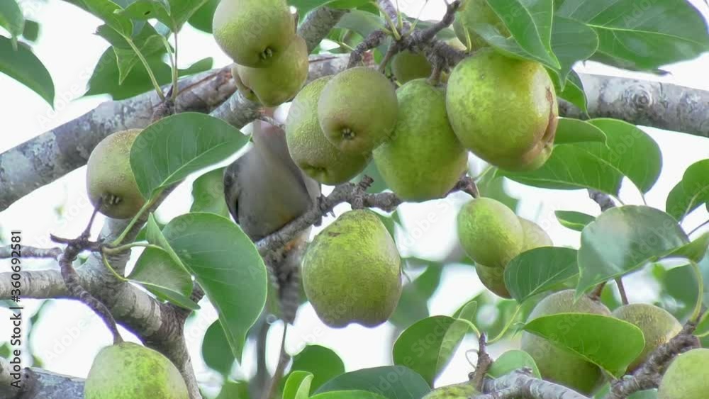 Close up of a red bellied woodpecker eating a pear in a tree Close up of a red bellied woodpecker eating a pear in a tree
