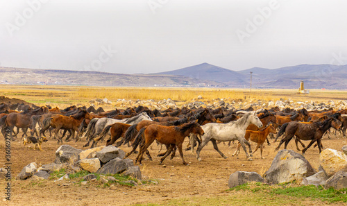 running wild horses at Kayseri  Turkey