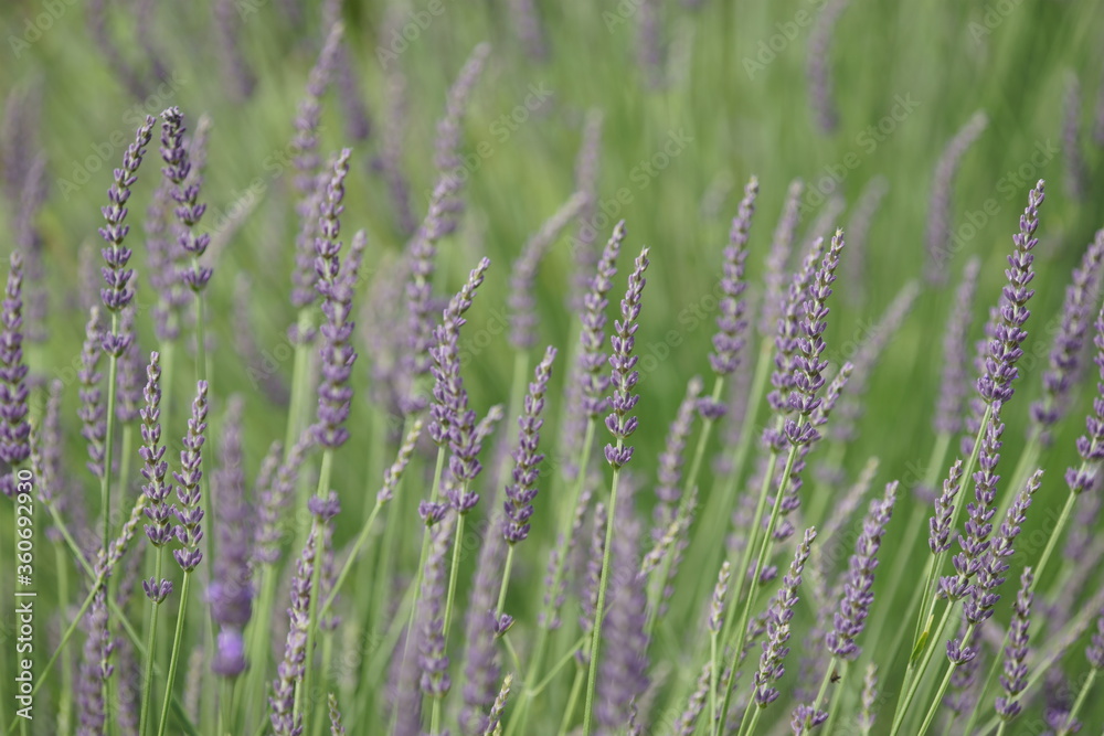 Butterfly on lavender field of Lake Kawaguchiko Butterfly on lavender field of Lake Kawaguchiko