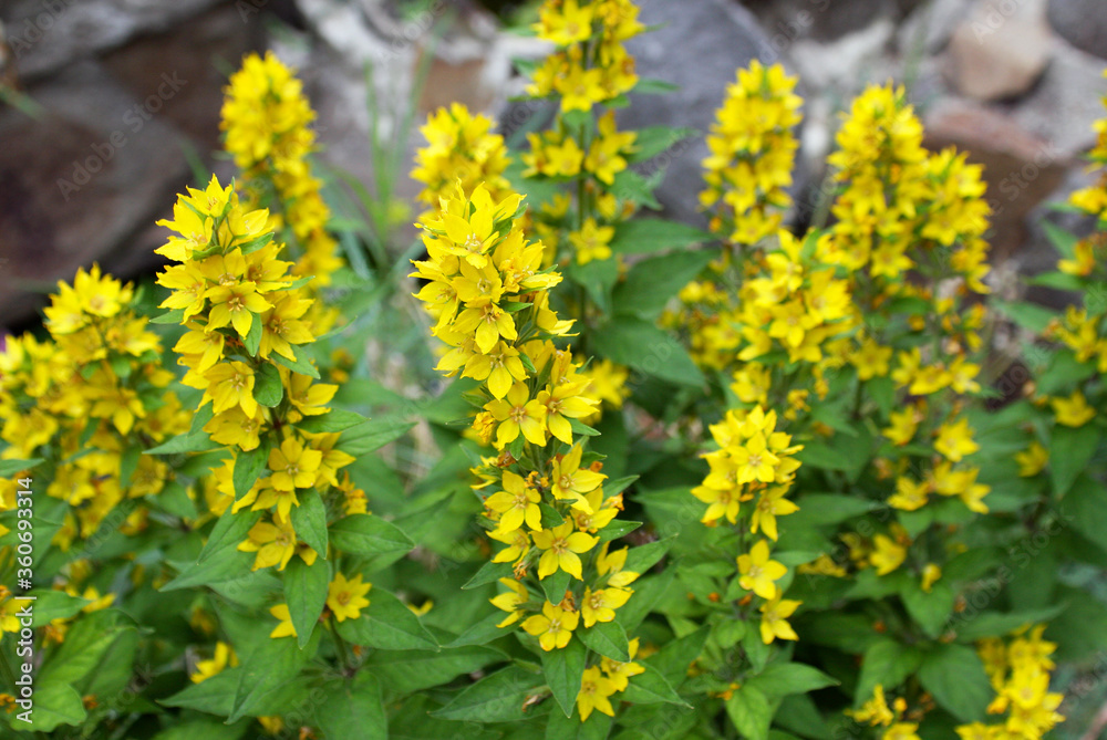 A shrub of yellow loosestrife grows in the garden in summer. Close-up. A shrub of yellow loosestrife grows in the garden in summer. Close-up.