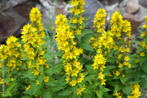 A shrub of yellow loosestrife grows in the garden in summer. Close-up.