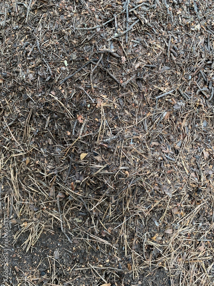 Ants. Anthill. A pile of dry grass Ants. Anthill. A pile of dry grass