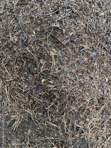 Ants. Anthill. A pile of dry grass