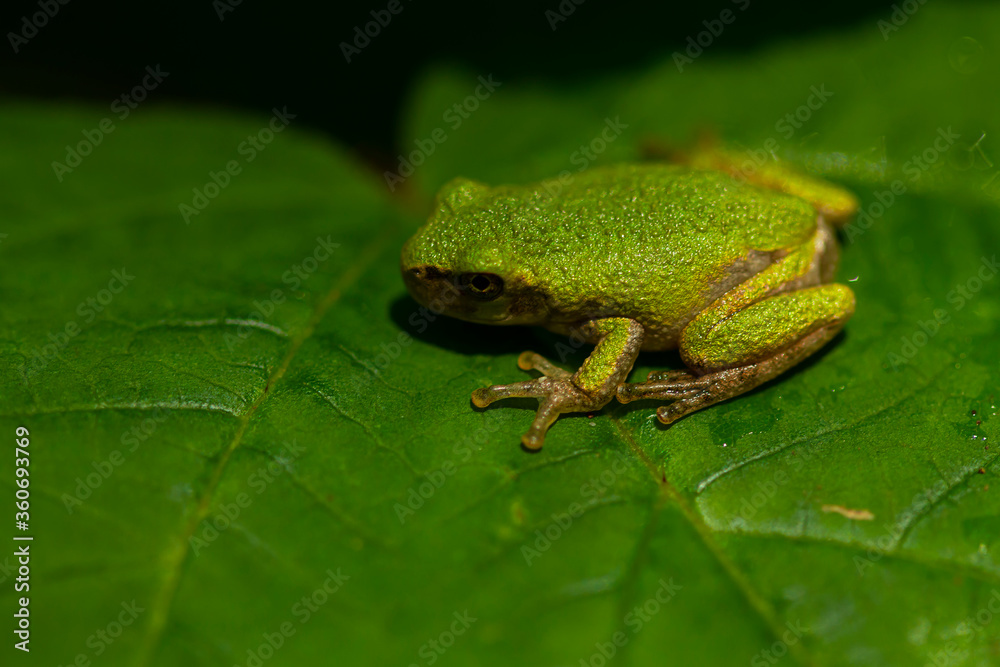 An extreme close up image of a Hyla Versicolor, a tiny native tree frog, on a tree leaf in Maryland. Texture of the slimy the skin of frog, fingers , eye and nostrils are distinguishable. An extreme close up image of a Hyla Versicolor, a tiny native tree frog, on a tree leaf in Maryland. Texture of the slimy the skin of frog, fingers , eye and nostrils are distinguishable.
