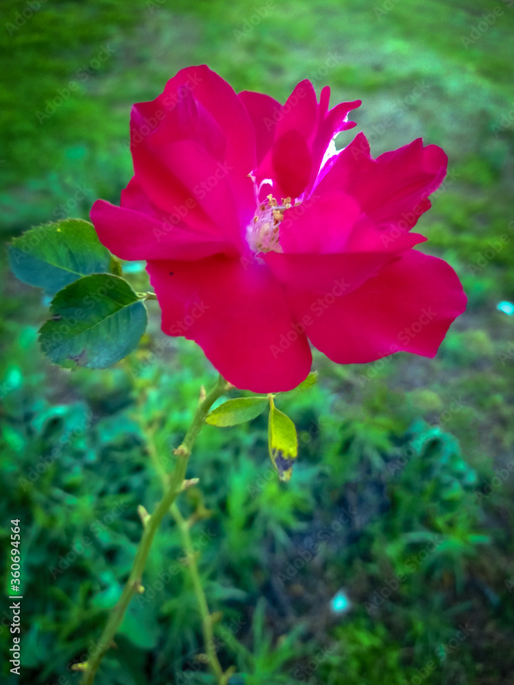Obraz premium Pink Rose