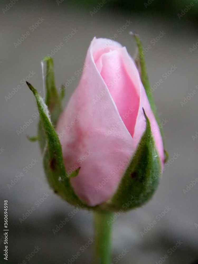 Fototapeta premium bud of a pink rose
