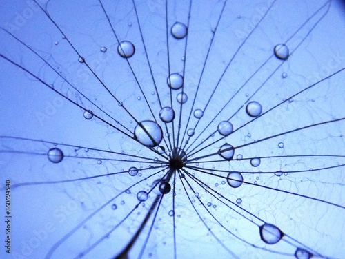 water droplets on the seed