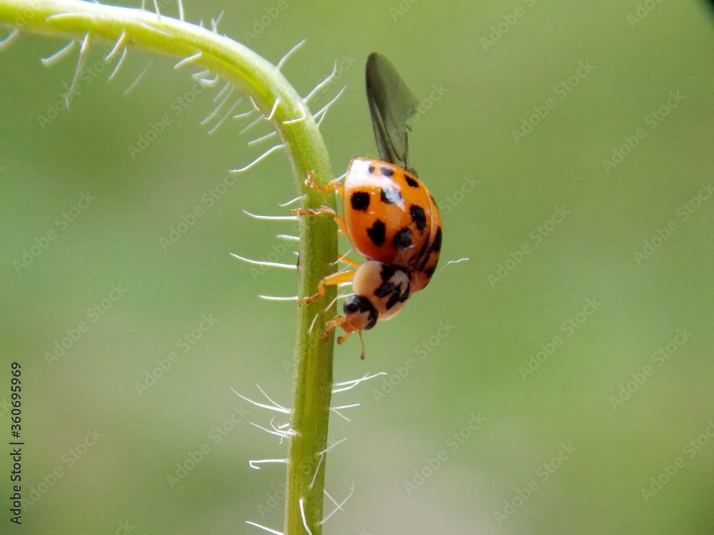Obraz premium a red ladybug tries to fly