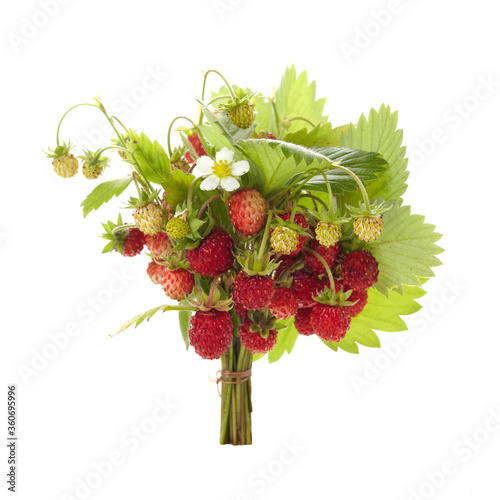 Wild srewberries with leaves isolated on white background. Red fragaria