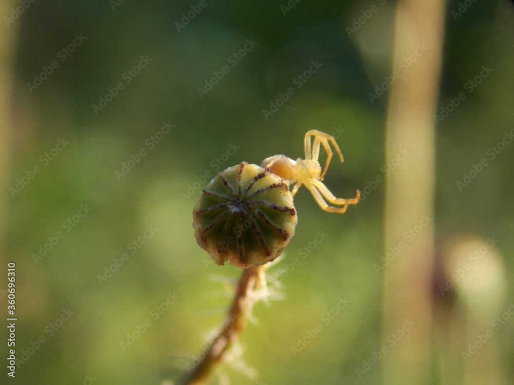 a small spider on the rest of a tulip flower