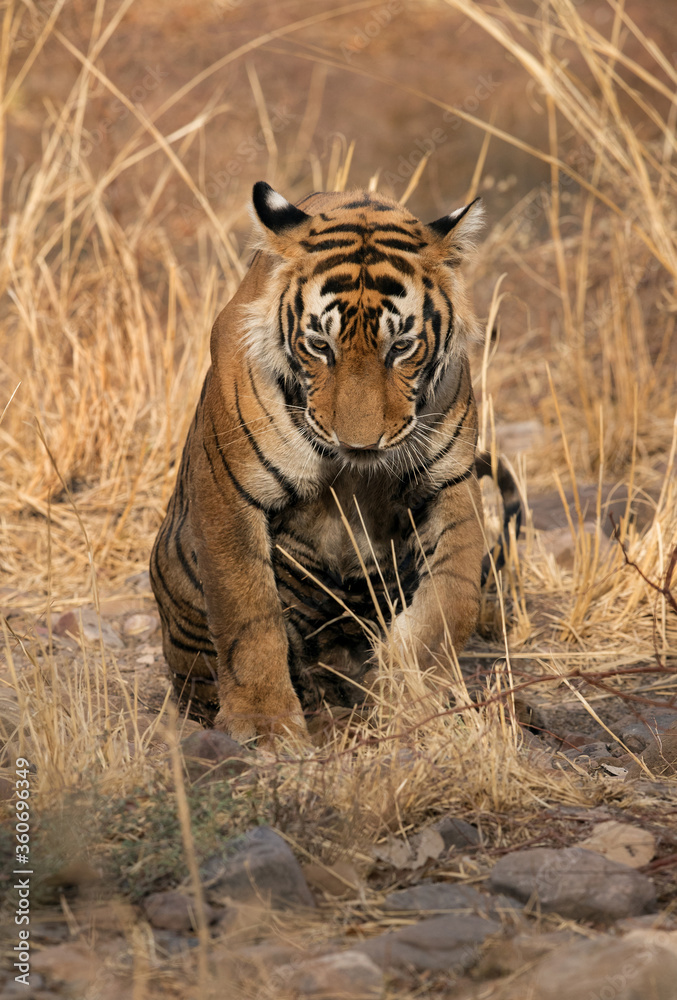 Fototapeta Tiger cub at Ranthambore Tiger Reserve
