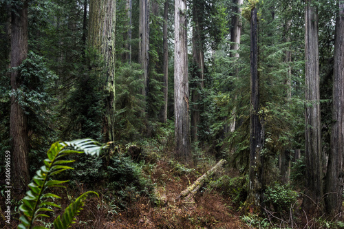 Redwood forest in Oregon © wollertz
