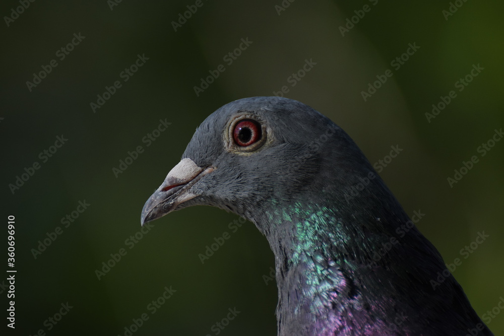 Fototapeta premium pigeon