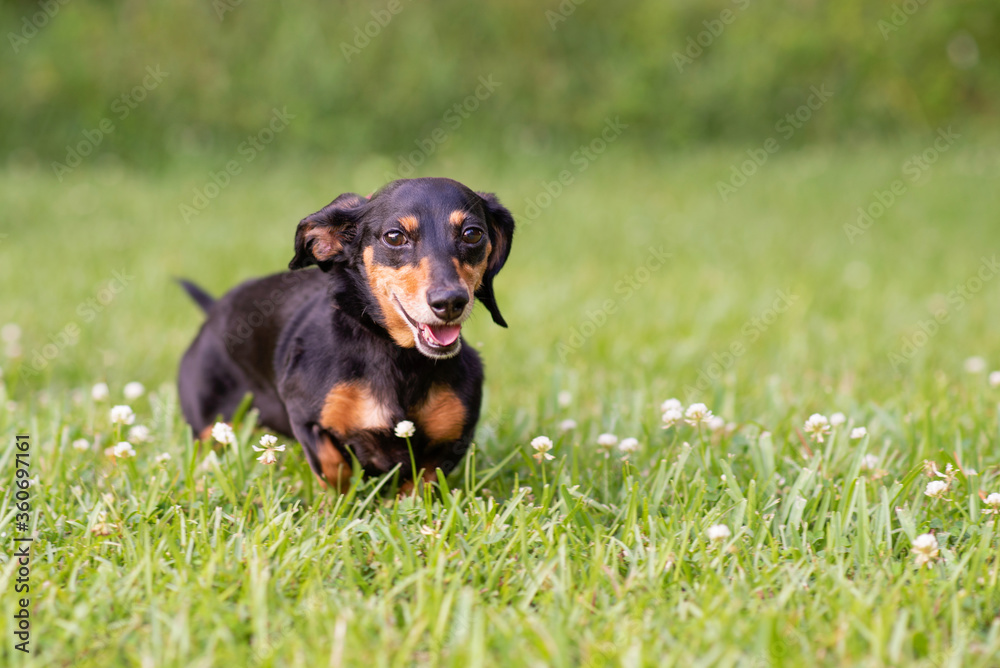 A Miniature Dachshund standing in grass A Miniature Dachshund standing in grass