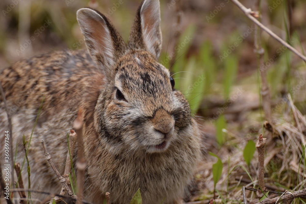 Fototapeta premium rabbit