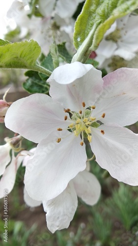 apple tree blossom