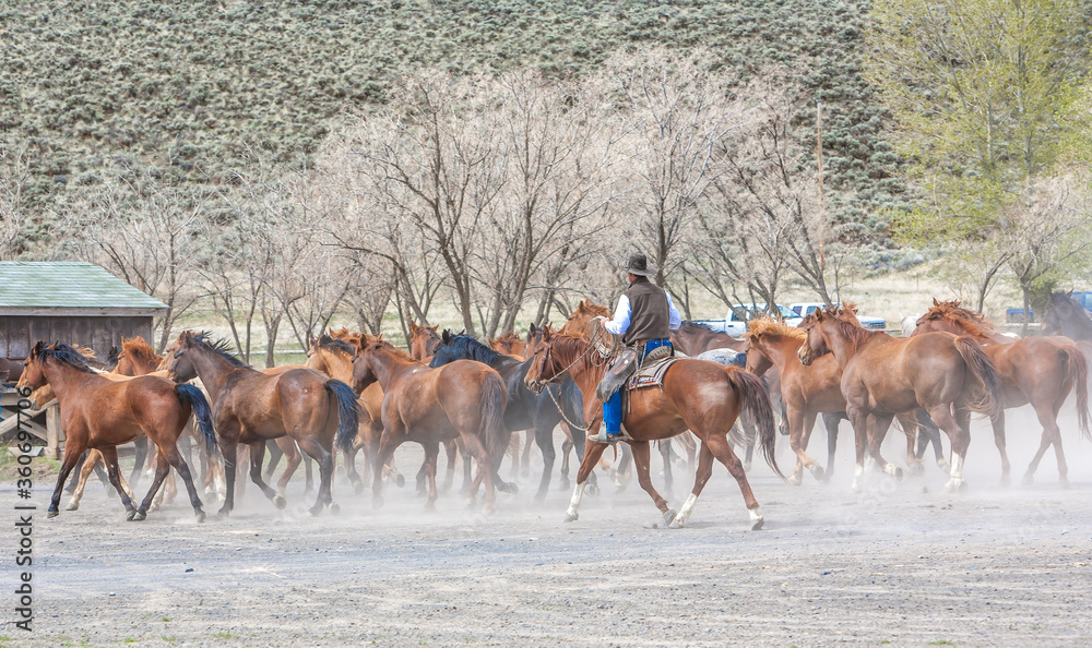 A cowboy wrangling a herd of horses, preparing for a days work moving cattle to greener pastures, Silver Lake, Oregon high desert country. A cowboy wrangling a herd of horses, preparing for a days work moving cattle to greener pastures, Silver Lake, Oregon high desert country.