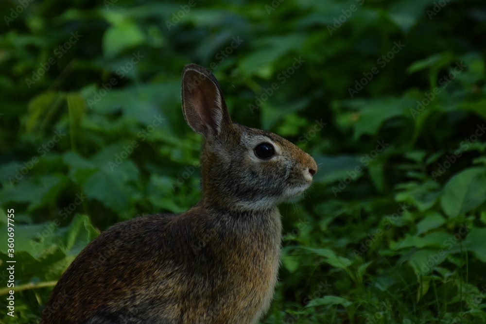 rabbit rabbit