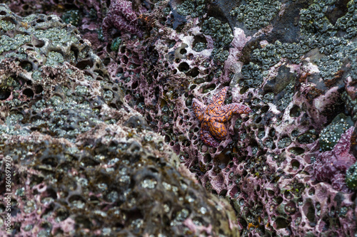 ochre sea stars in Oregon photo