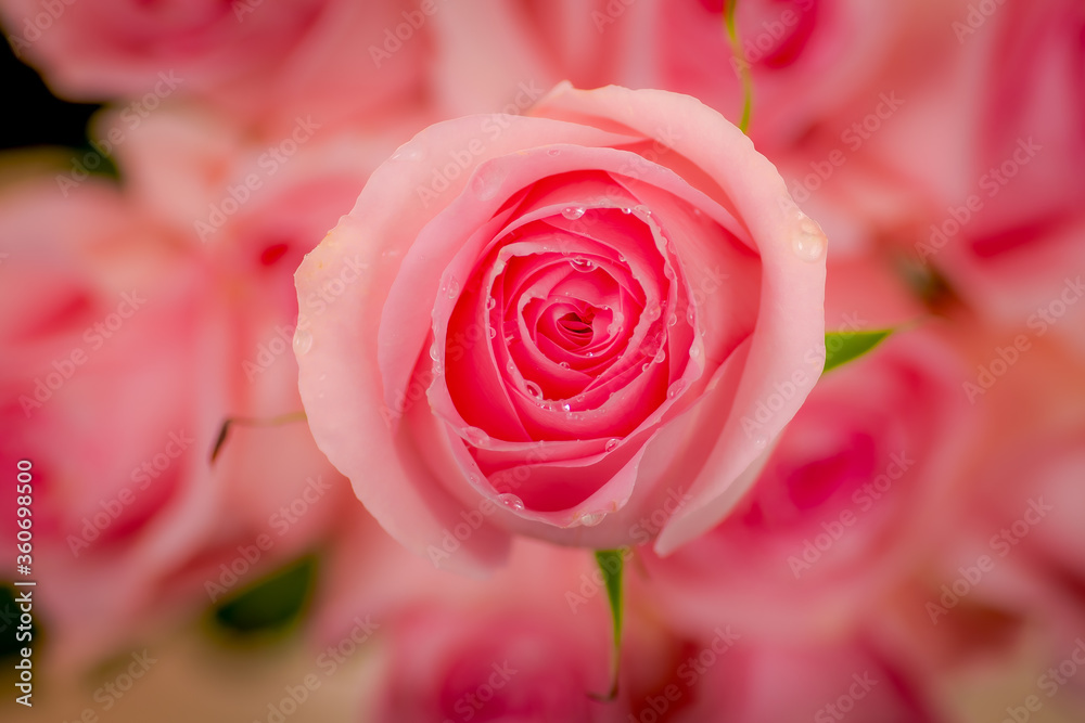 Close up macro of Luciano roses variety, studio shot. Close up macro of Luciano roses variety, studio shot.