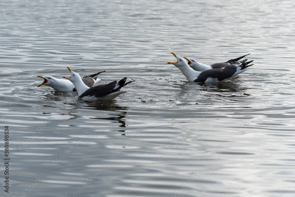 Fototapeta premium Seagulls on the water calling out