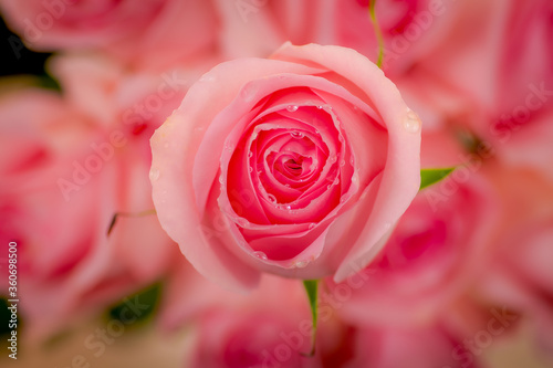 Close up macro of Luciano roses variety, studio shot.