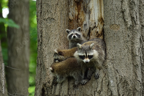 raccoon