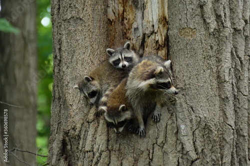 raccoon