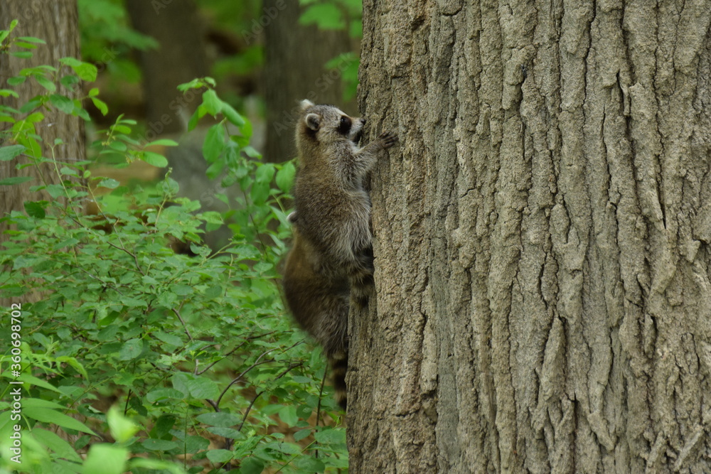 raccoon