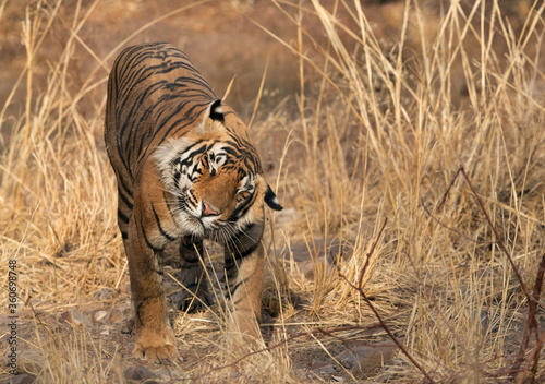 Tiger shaking its head, Ranthambore Tiger Reserve