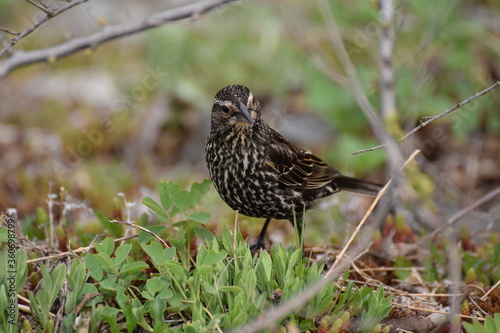 red-winged blackbird