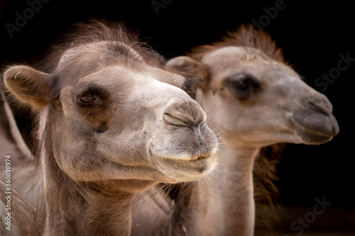 portrait of two camels