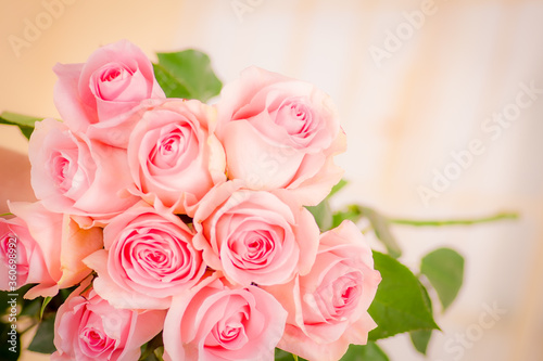 Close up macro of Luciano roses variety, studio shot. © Fotos 593