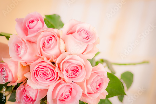 Close up macro of Luciano roses variety, studio shot.