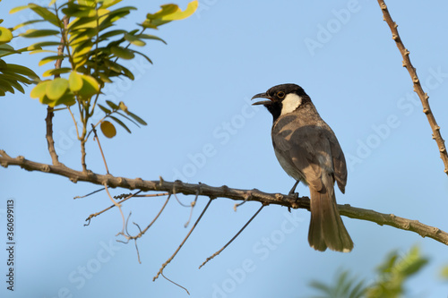 Vászonkép White-eared bulbul or white-cheeked bulbul